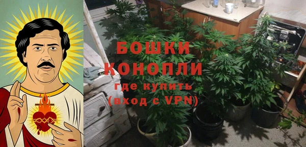 сатива Бородино